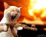 Minitant cat